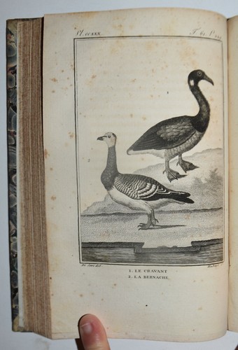 Uccelli fig 1801 buffon - uccelli,