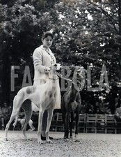 Foto vintage Animali, due levrieri inglesi, Milano, 1959 stampa 21 x 27 cm