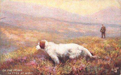 Postcard dogs the moors - ,