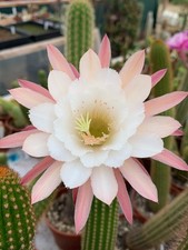 Hildewintera 'A62' Hybride-Echinopsis,Trichocereus