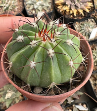 Melocactus actinacanthus (Rio