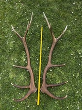 Coppia palchi corna di cervo