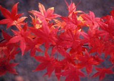 Acero rosso giapponese "Acer palmatum Momiji" pianta in vaso h. 150/200 cm