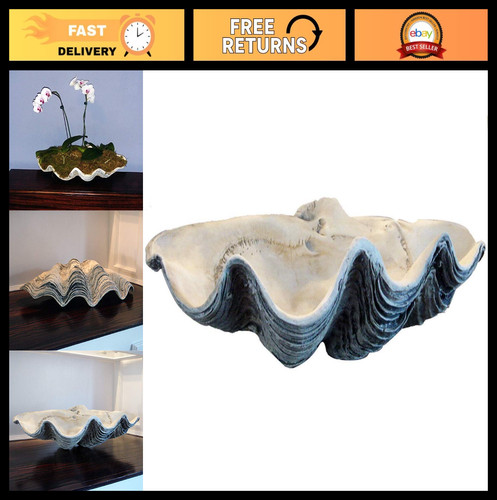 Gigante bianco clam - 22", shell