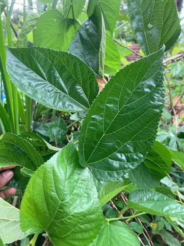 Foglie gelso secche - foglie,