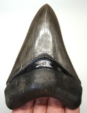 Megalodonte dente squalo - dente,