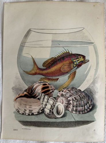 Incisione pesce boccia vetro - pesce,