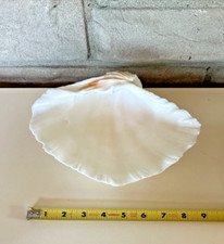 Naturale TRIDACNA GIGAS