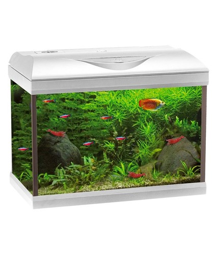 Acquario amtra basic - acquario, 60