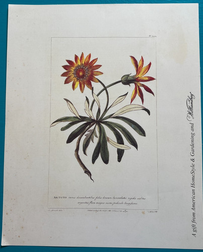 Stampa botanica vintage