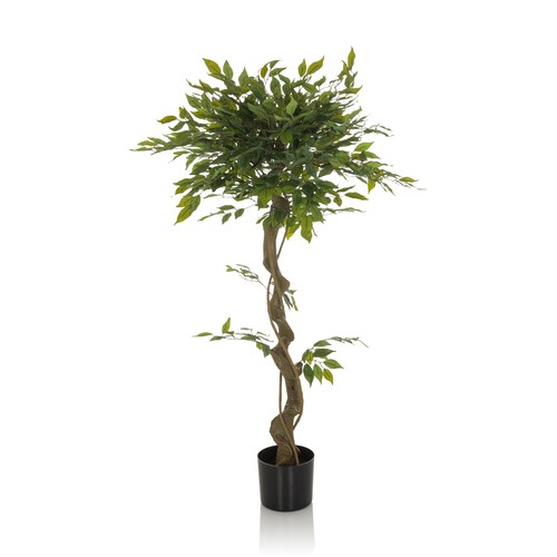 Pianta finta fico betulla