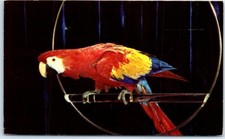 Cartolina - Ara rossa e blu