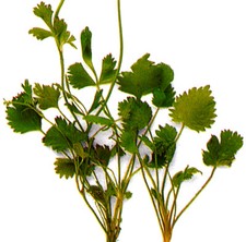 1000 Semi Anice Comune verde