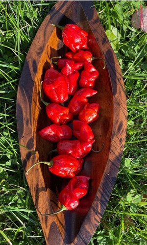 Semi peperoncino naga viper - semi,