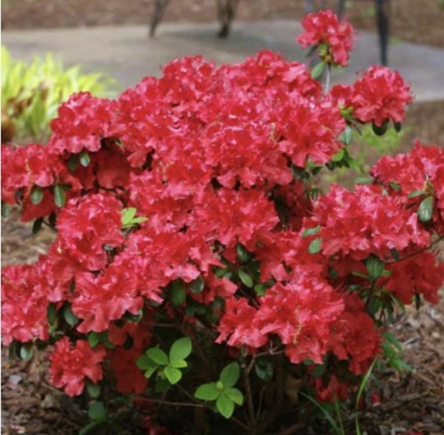 Red demon azalea deciduous - red,
