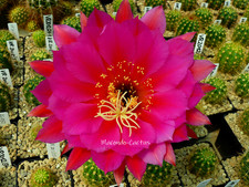 "RL 05.1994" Echinopsis