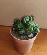 Cereus Peruvianus Mostruoso -