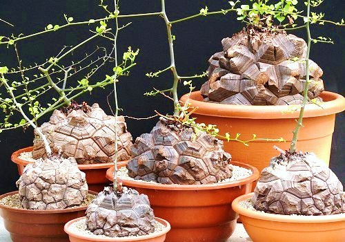Dioscorea elephantipes rara - ,