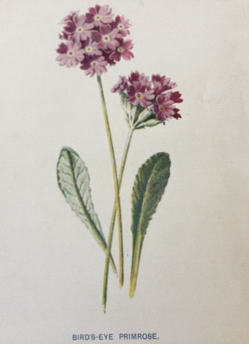 Stampa antica primula - , occhio