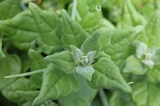 Spinaci neozelandesi -