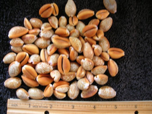 Set 100 conchiglie - , cowry