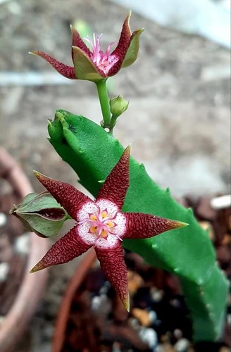 Stapelia flavopurpurea red - stapelia,