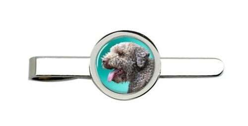 Lagotto romagnolo cane - romagnolo,