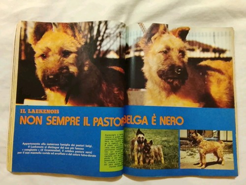 Cane laekenois pastore - il,
