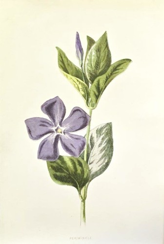 1890 pervinca antica - 1890,