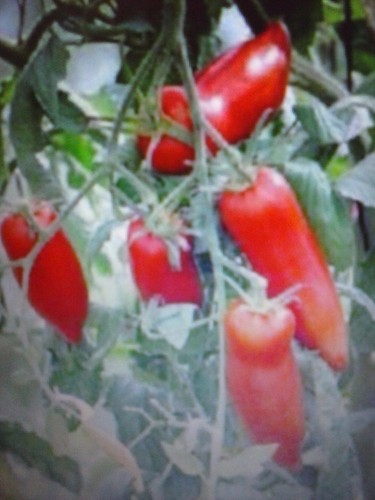 Pomodoro corno delle ande - delle,