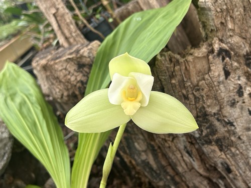 Lycaste verde gigante nuovo - lycaste,