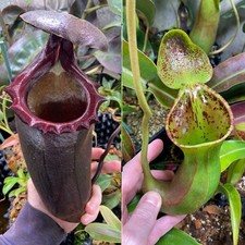 Nepenthes Big Mamma X ( Lowii