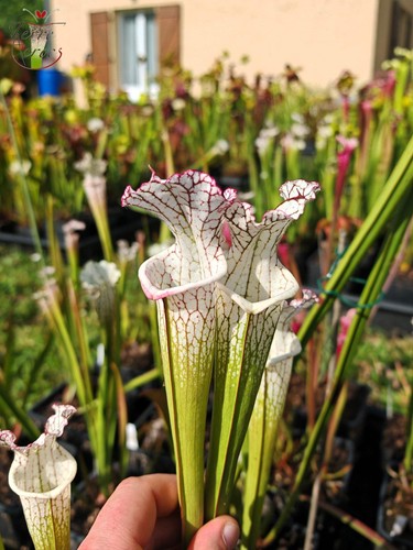 Sarracenia leucophylla - , --
