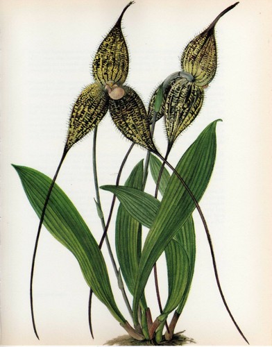 Stampa botanica vintage