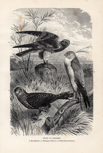 Stampa antica 1894 - 1894, falco