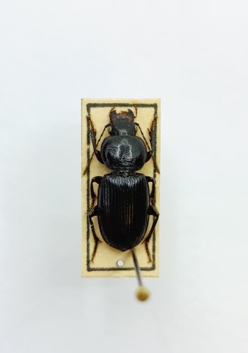 Entomology taxidermy - entomology,