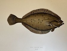 LONG ROUGH DAB AMERICAN PLAICE PASSERA CANADESE COUCH 1865 PESCI ITTIOLOGIA MARE