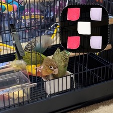  5 Pcs Trasportino Uccelli