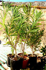 Piante di oleandro di media grandezza, fiori rosa