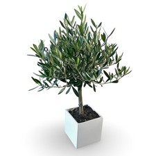 Mini alberello Di ulivo in