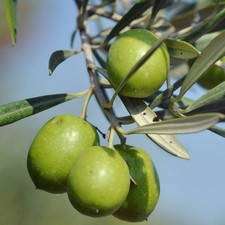 Pianta ulivo roggianella in - roggianella,