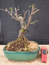 bonsai di  prunus mume h 30 cm