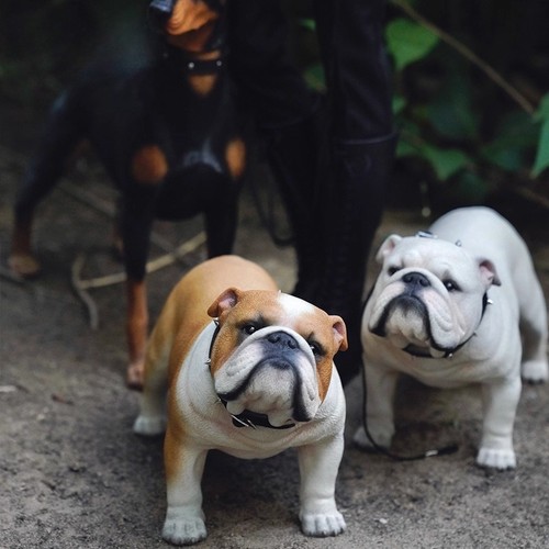 Scale english bulldog - scale, cute
