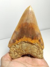 Stupendo Fossile di Dente Di Squalo Megalodonte 11.7 cm - 4,1 inches - Neogene