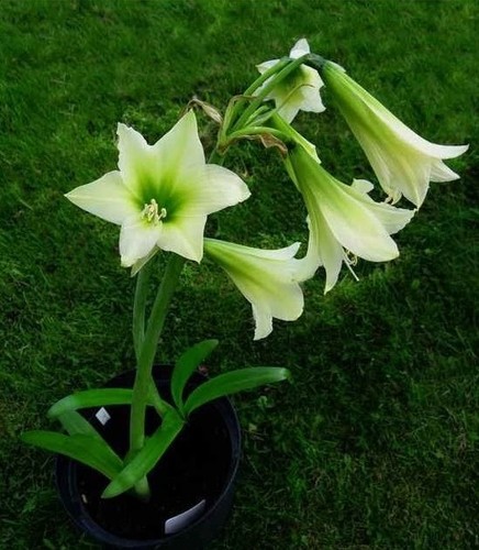 Hippeastrum aglaiae amaryllis - aglaiae,,