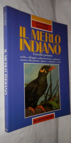 Merlo indiano uccello - merlo,