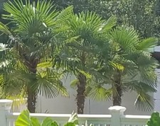 100+ Hardy Windmill Palm Tree