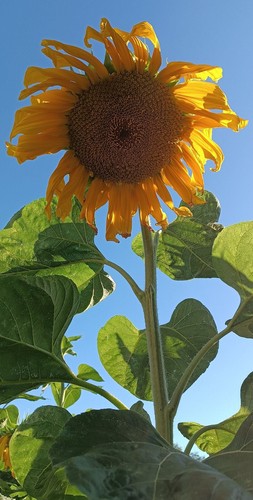 Semi girasole gigante - girasole,