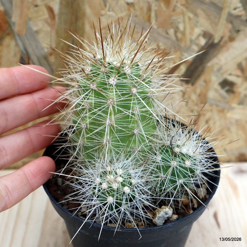 Echinocereus coccineus - , v
