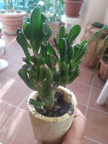 Piante crassula ovata - di,